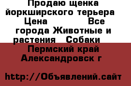 Продаю щенка йоркширского терьера  › Цена ­ 20 000 - Все города Животные и растения » Собаки   . Пермский край,Александровск г.